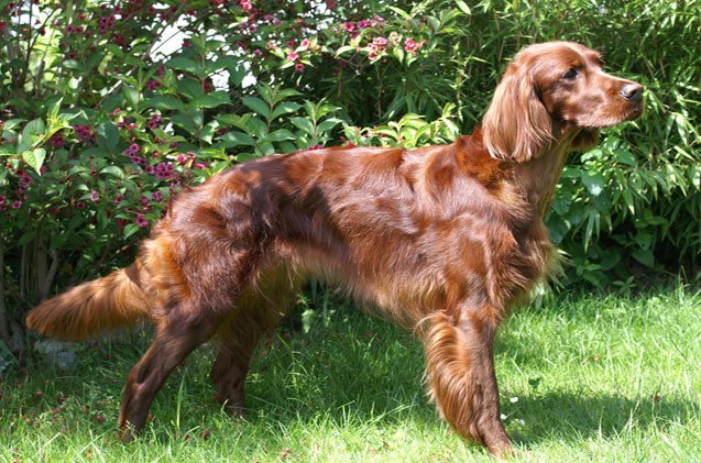 Pretty Irish Setter - Dog Breed