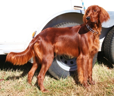 Irish Setter - Dog Breed photo 