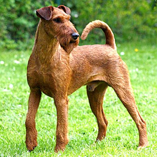 Irish Terrier - Dog Breed