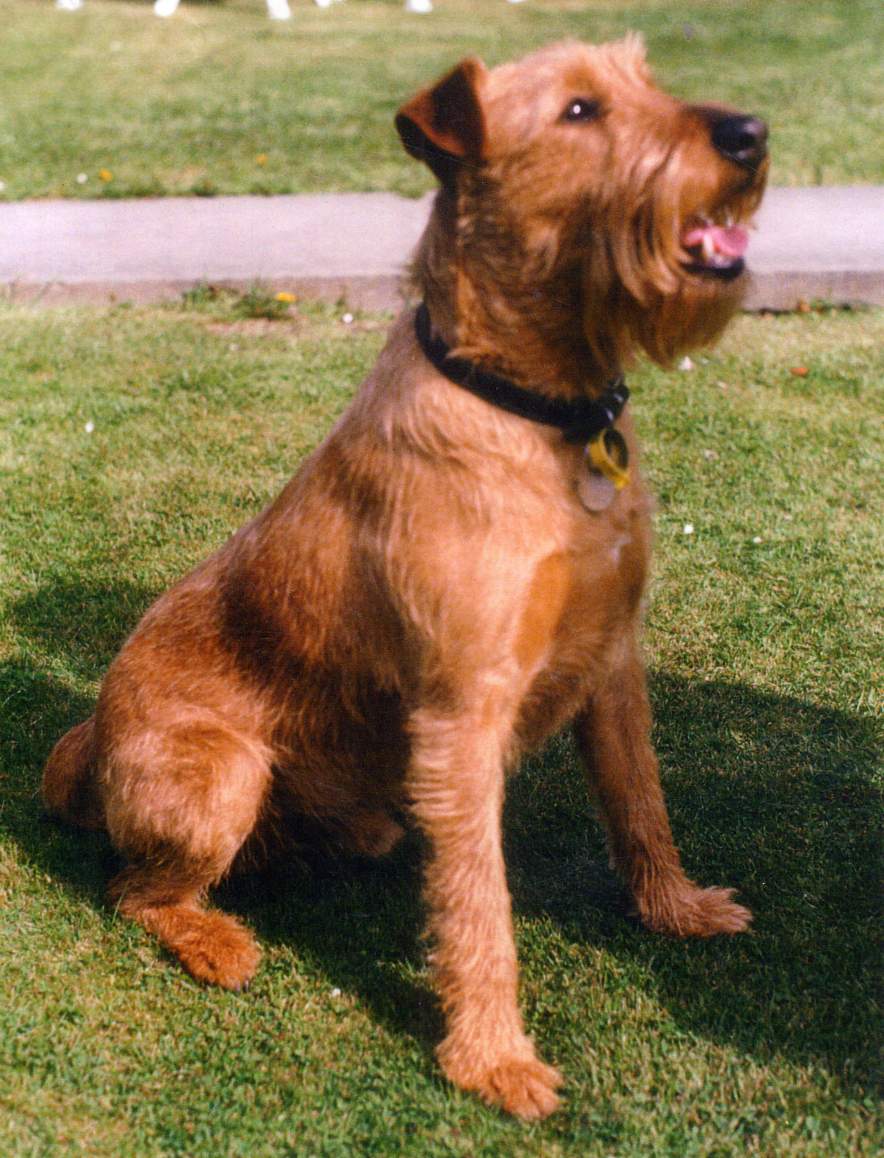 Cool Irish Terrier - Dog Breed