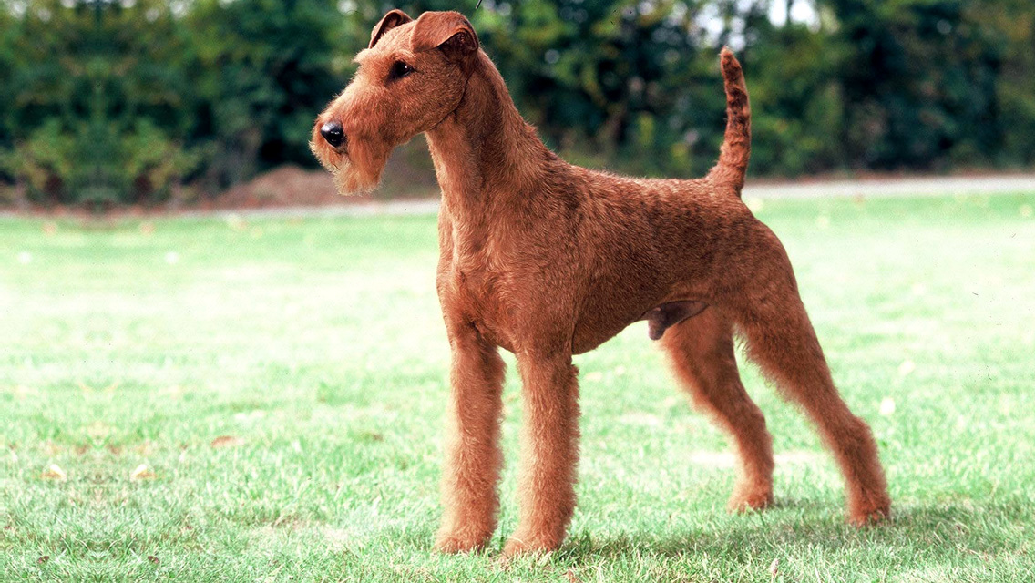 Photo Irish Terrier - Dog Breed