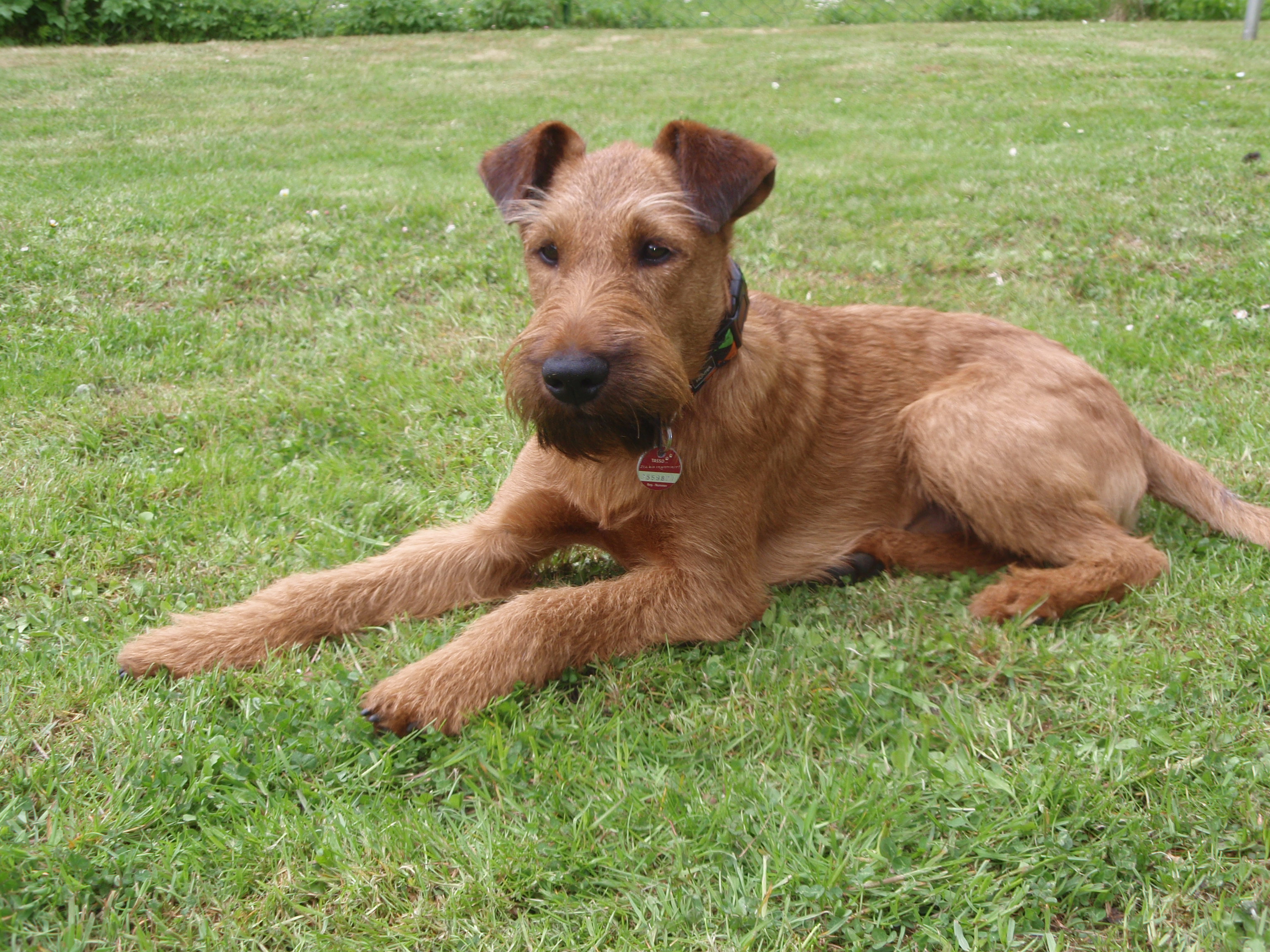 Irish Terrier - Dog Breed photo 