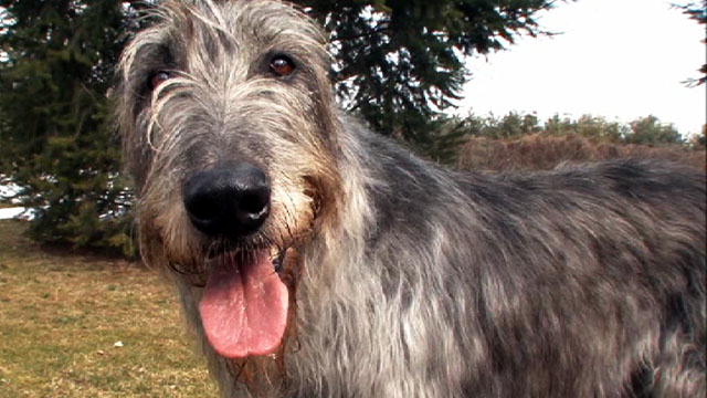 Irish Wolfhound - Dog Breed