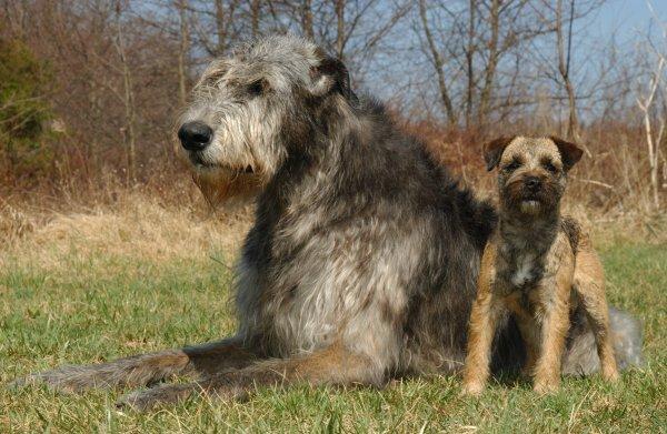 Nice Irish Wolfhound - Dog Breed
