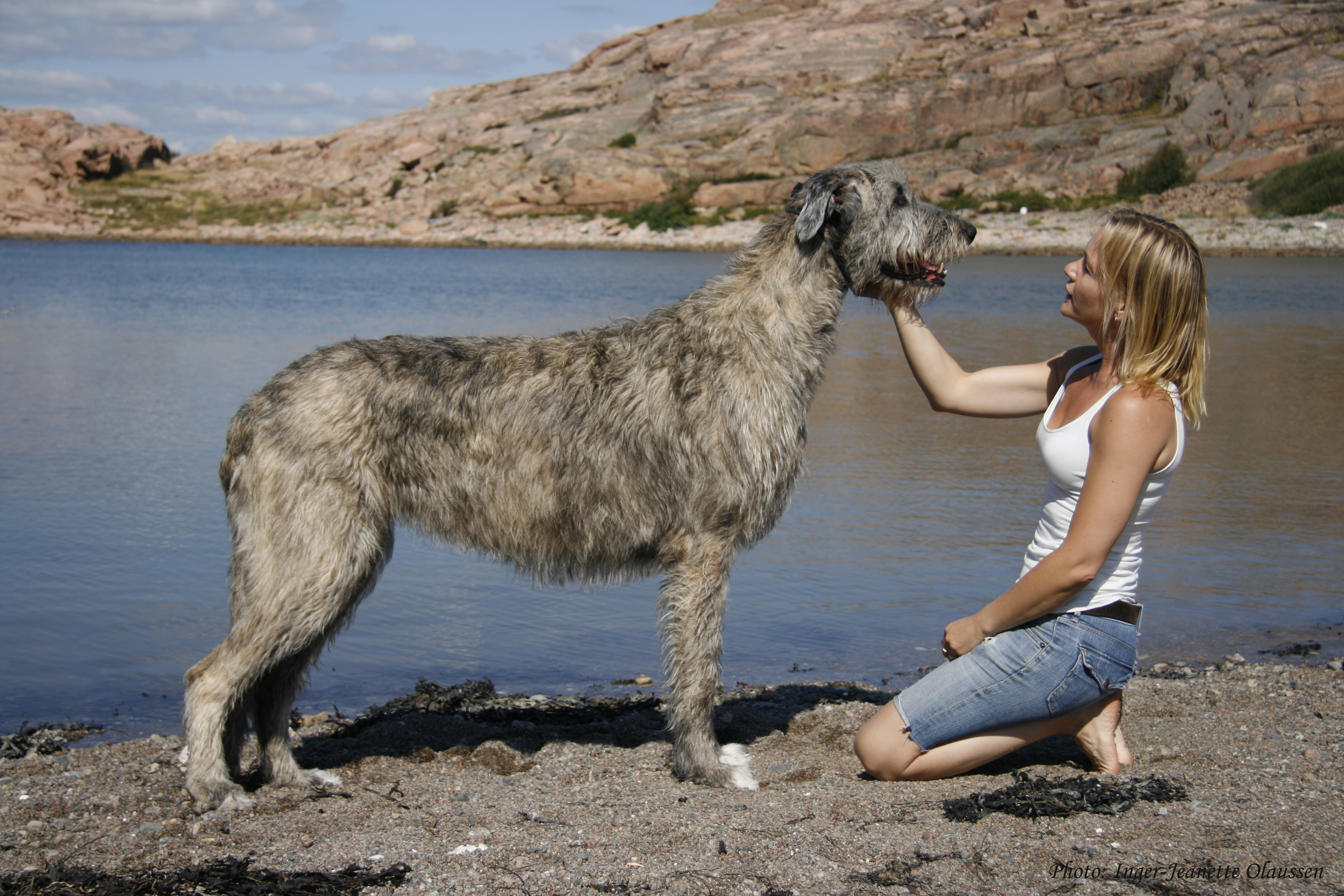 Cool Irish Wolfhound - Dog Breed