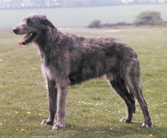 Pretty Irish Wolfhound - Dog Breed
