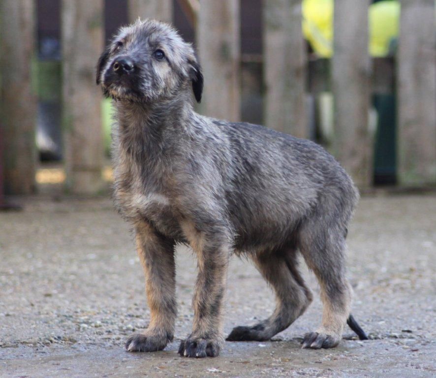 Cute Irish Wolfhound - Dog Breed
