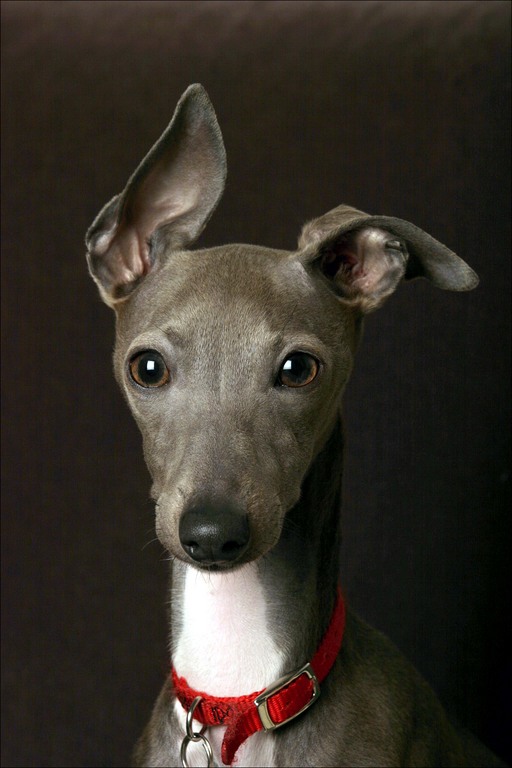 Pretty Italian Greyhound - Dog Breed