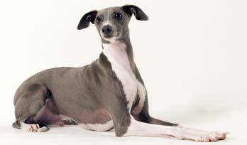Cute Italian Greyhound - Dog Breed