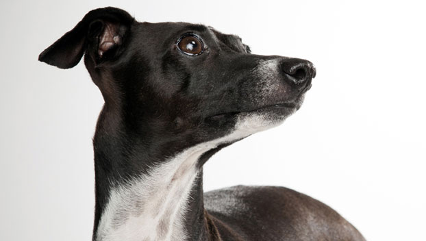Wallpaper Italian Greyhound - Dog Breed