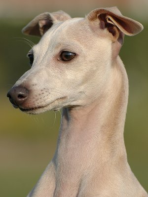 Italian Greyhound - Dog Breed wallpaper