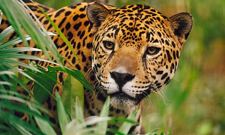 Cool Jaguar