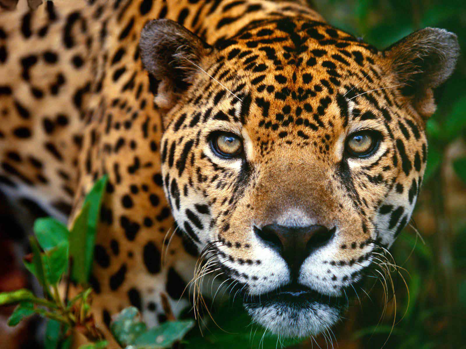 Pretty Jaguar
