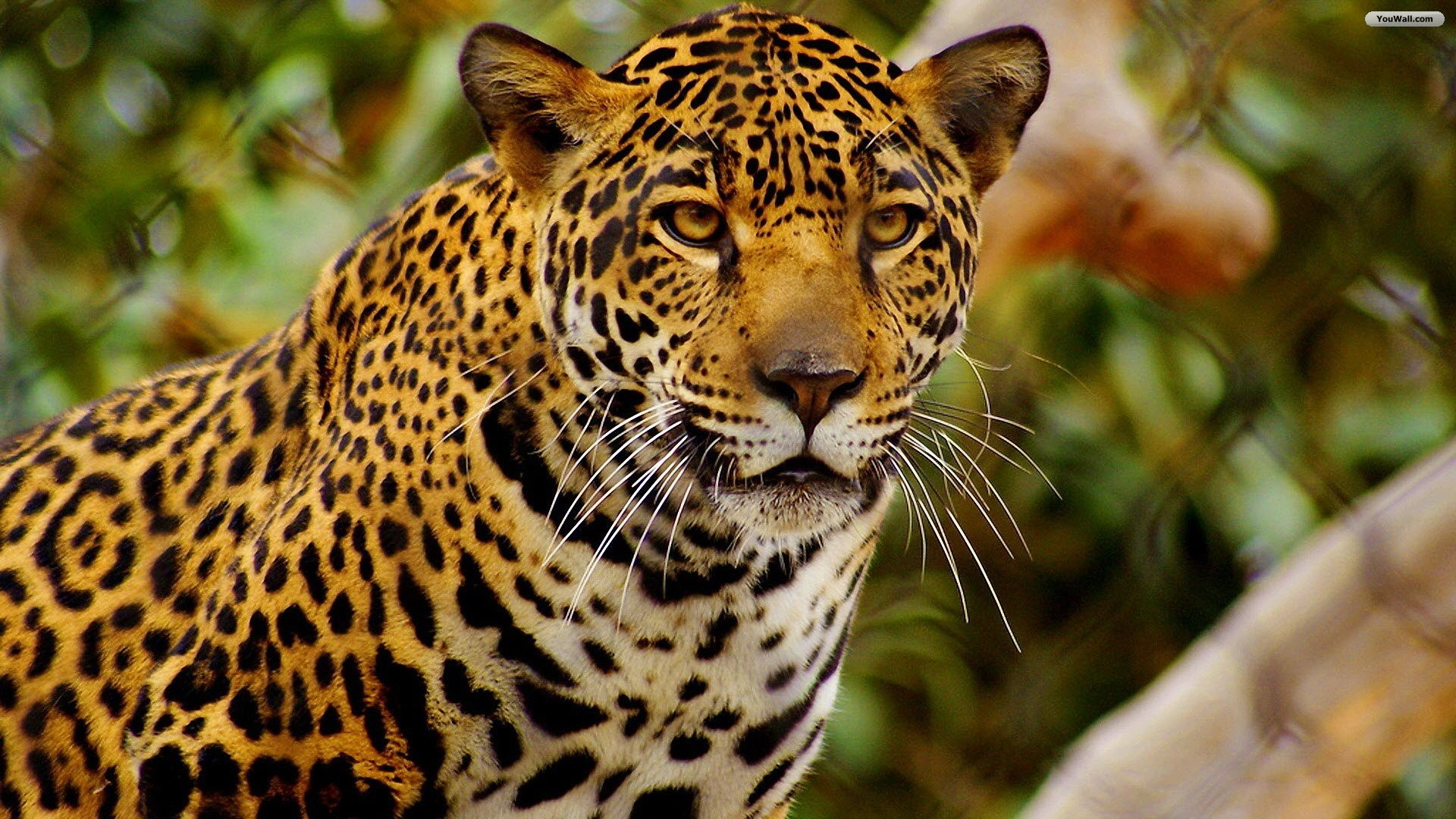 Wallpaper Jaguar