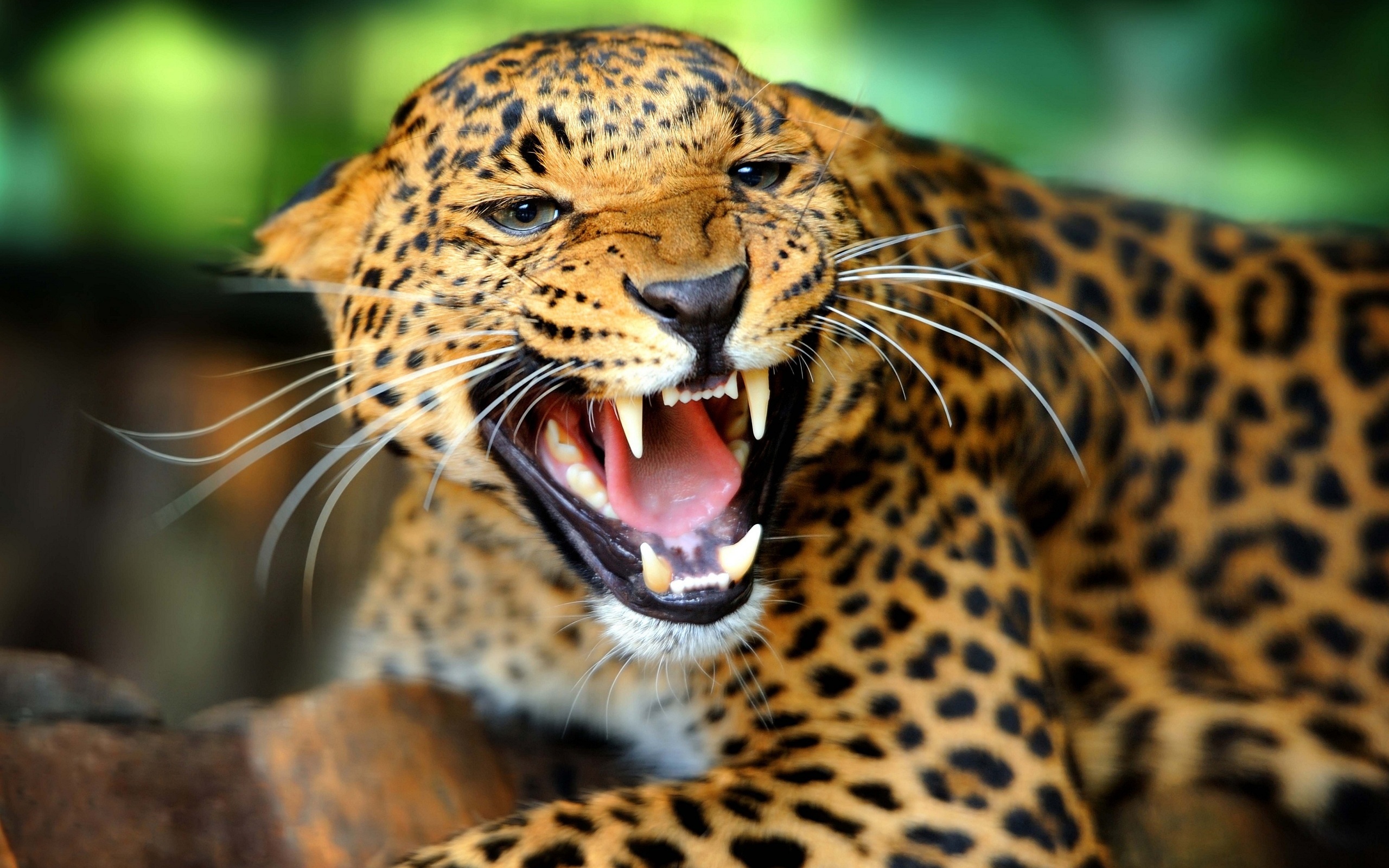 Jaguar photo 