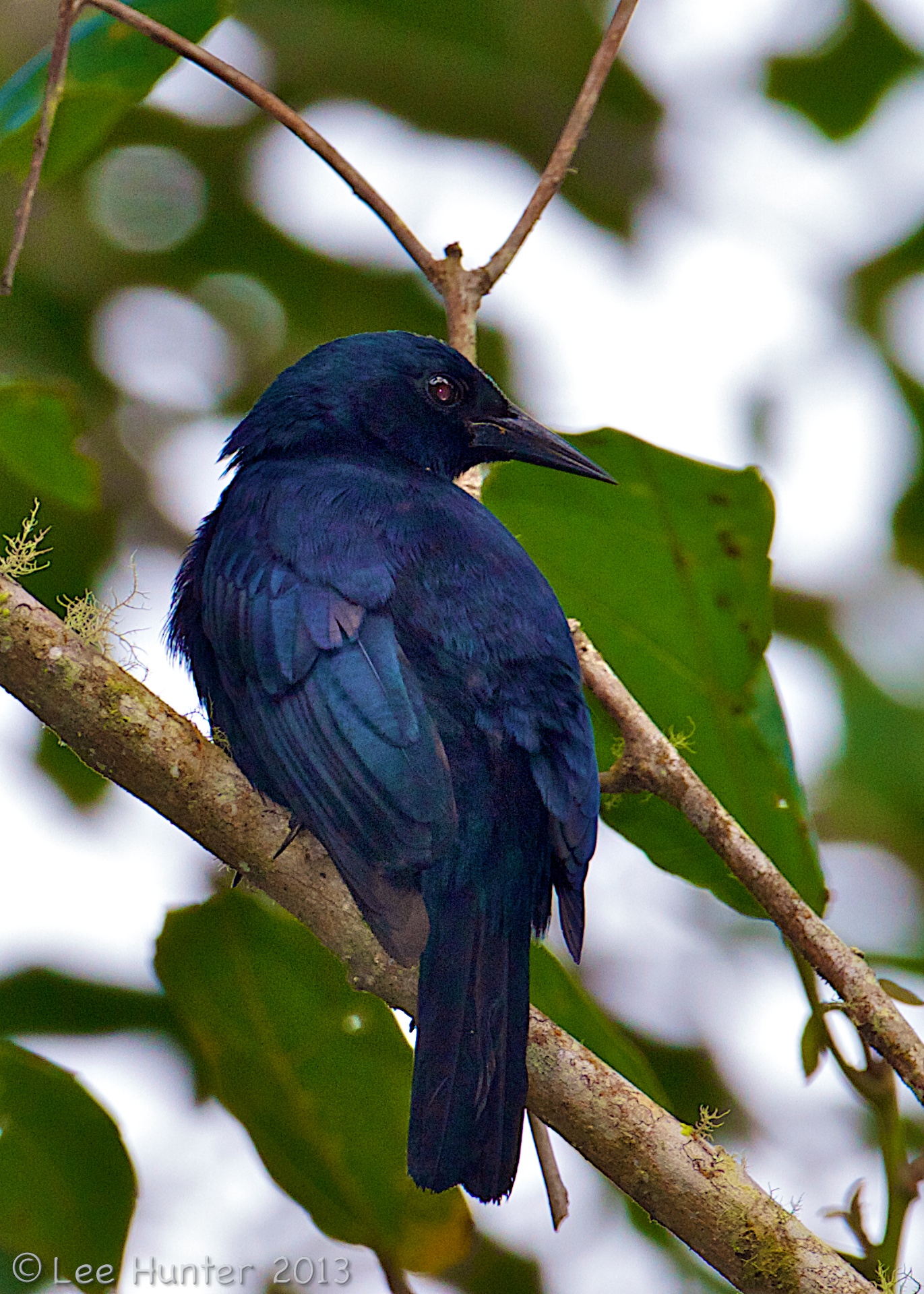 Jamaican blackbird