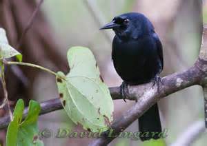 Pretty Jamaican blackbird