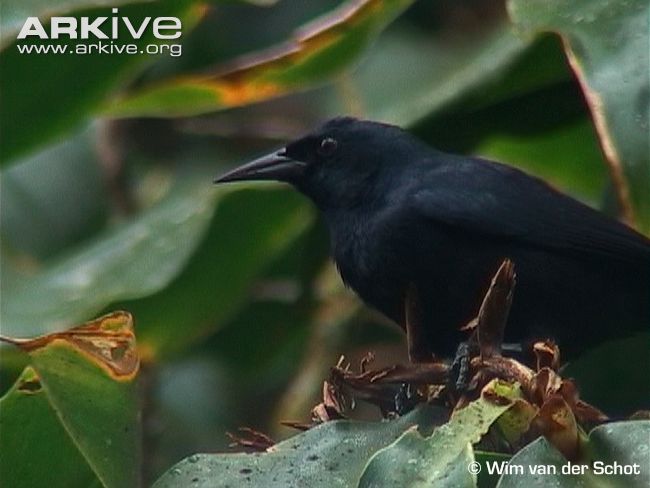 Pretty Jamaican blackbird