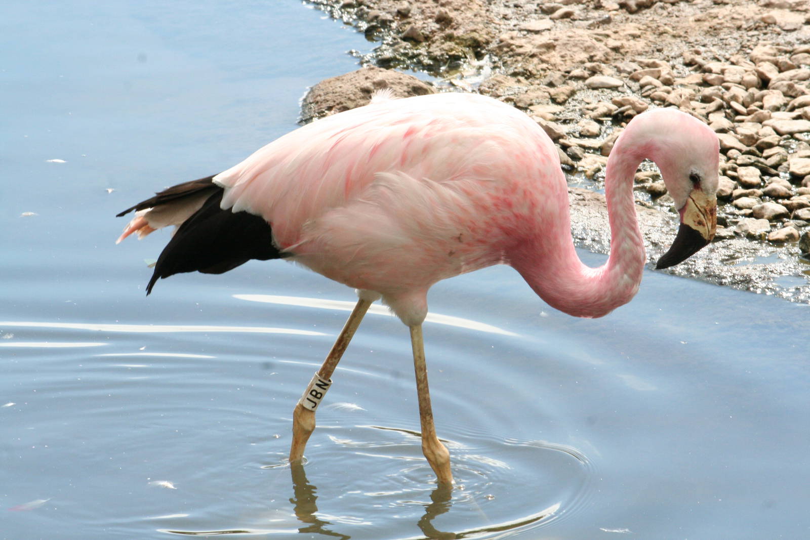 Pretty James’ flamingo