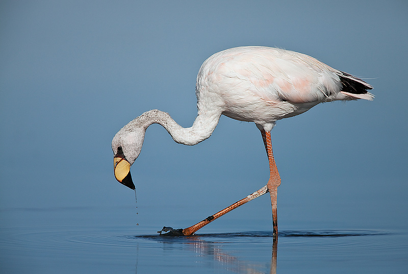 Pretty James’ flamingo