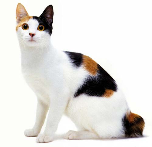 Cool Japanese Bobtail - Cat Breed