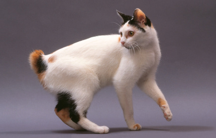 Wallpaper Japanese Bobtail - Cat Breed