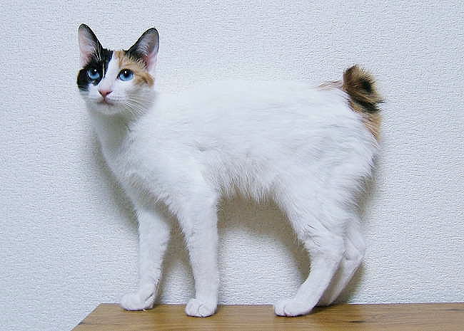 Japanese Bobtail - Cat Breed wallpaper