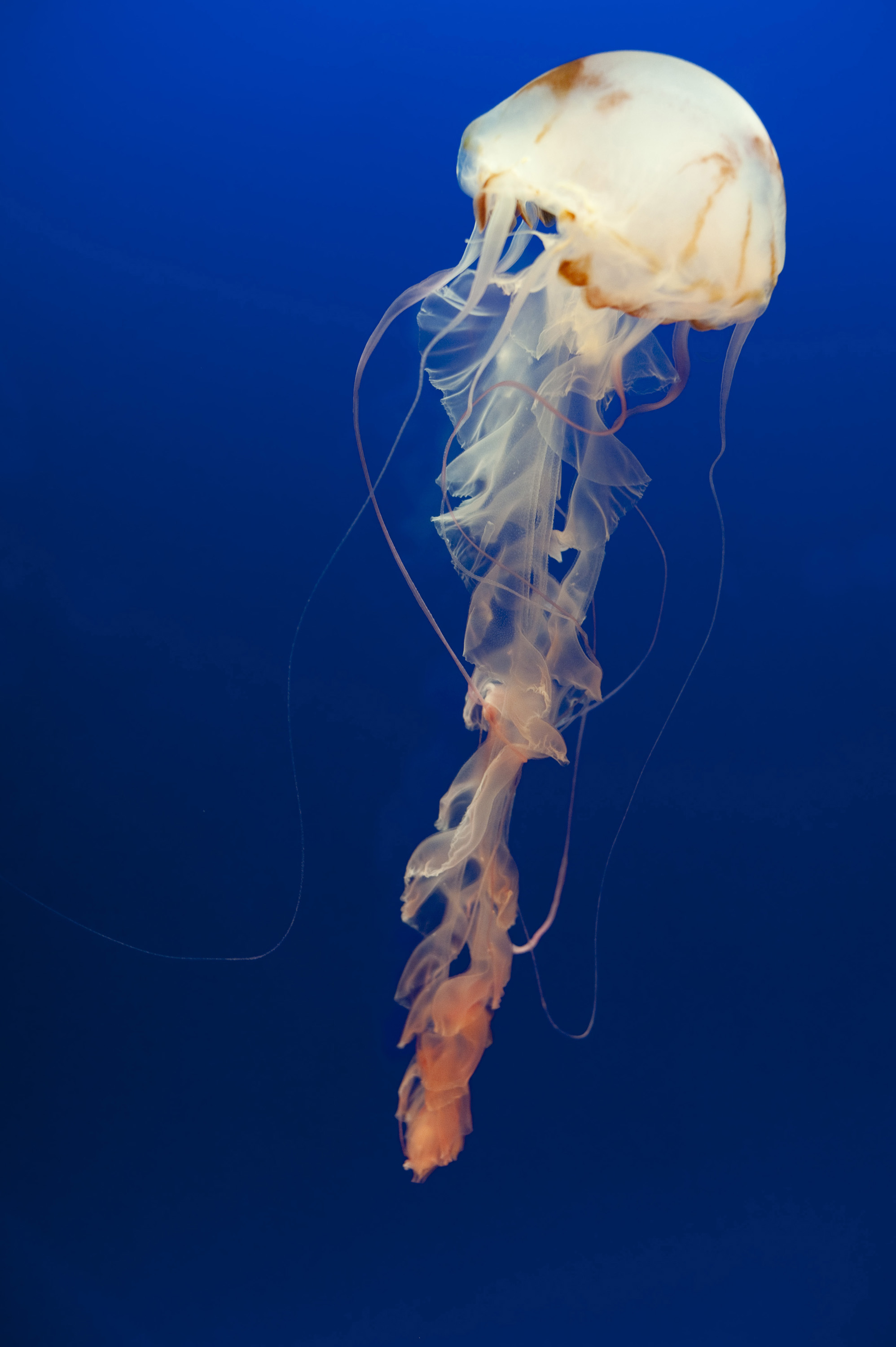 Nice Jellyfish