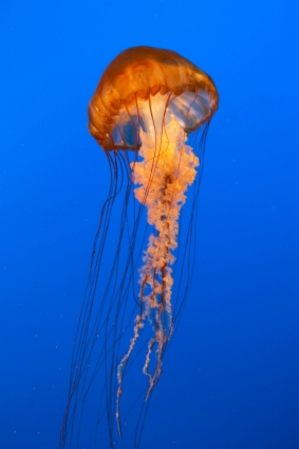 Pretty Jellyfish