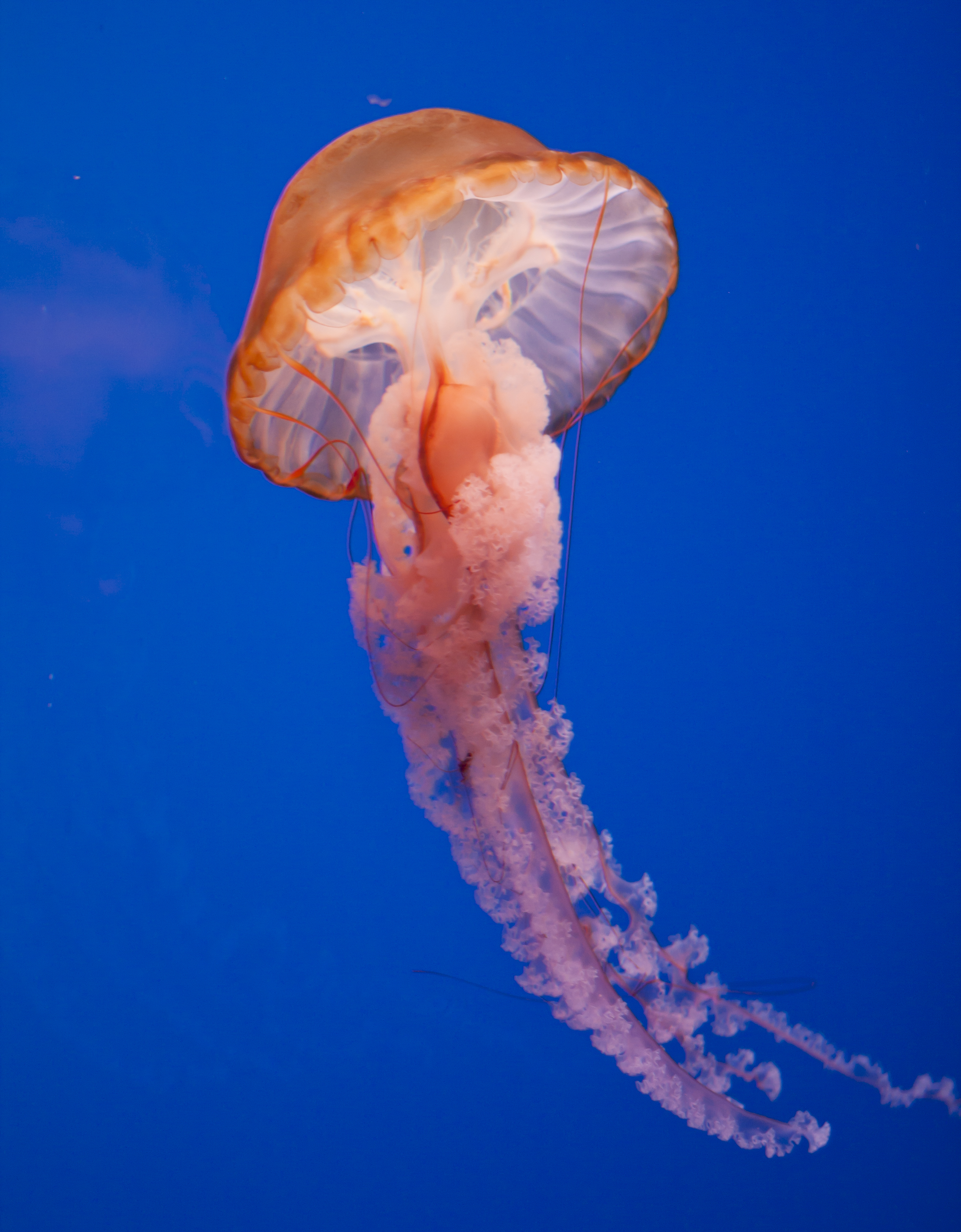 Jellyfish photo 