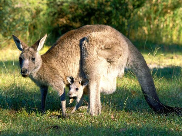 Nice Kangaroo