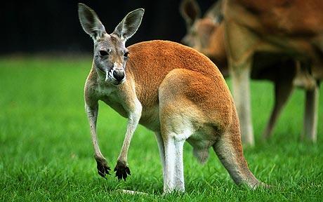 Cool Kangaroo