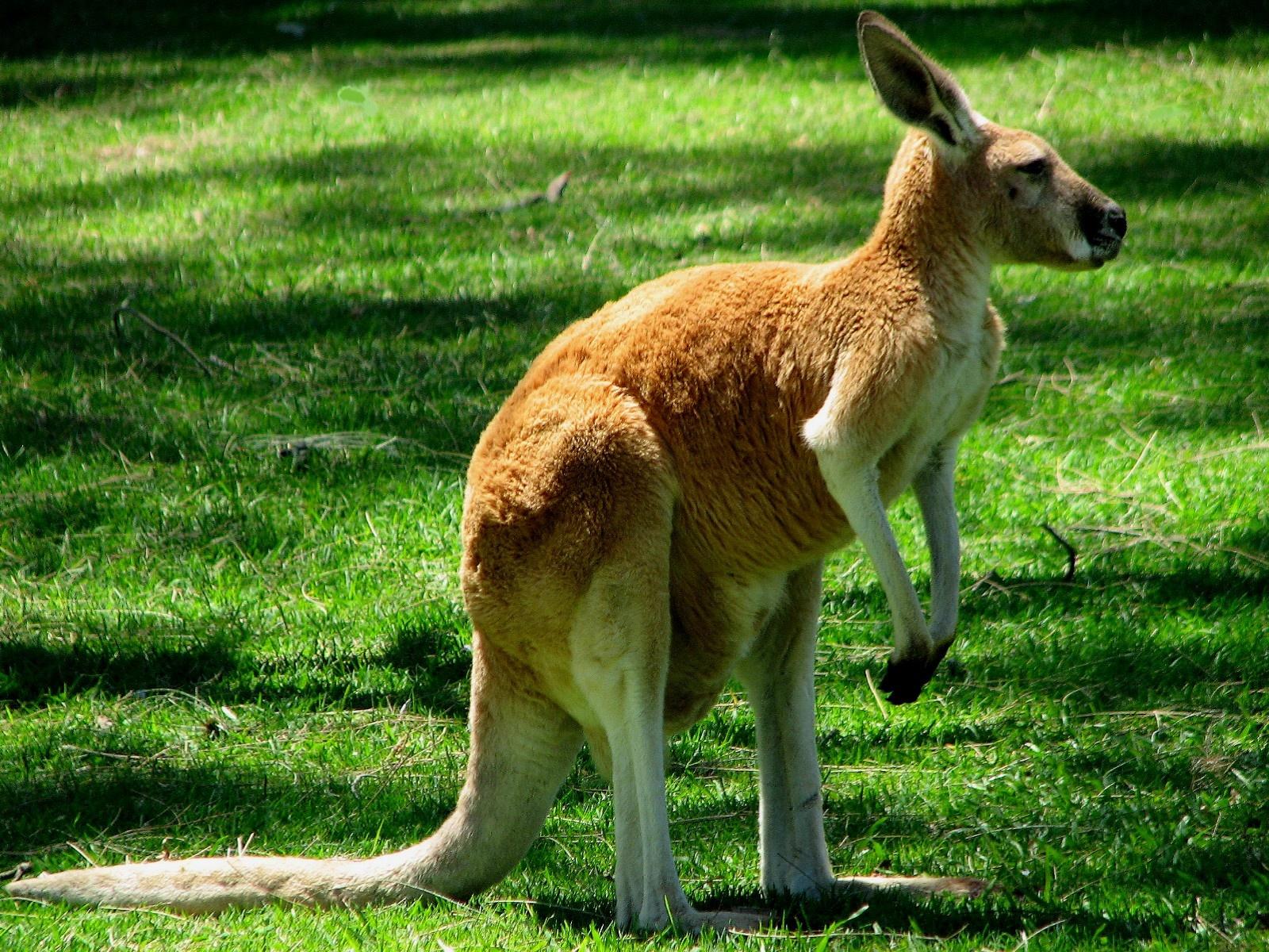 Pretty Kangaroo