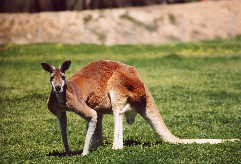 Wallpaper Kangaroo