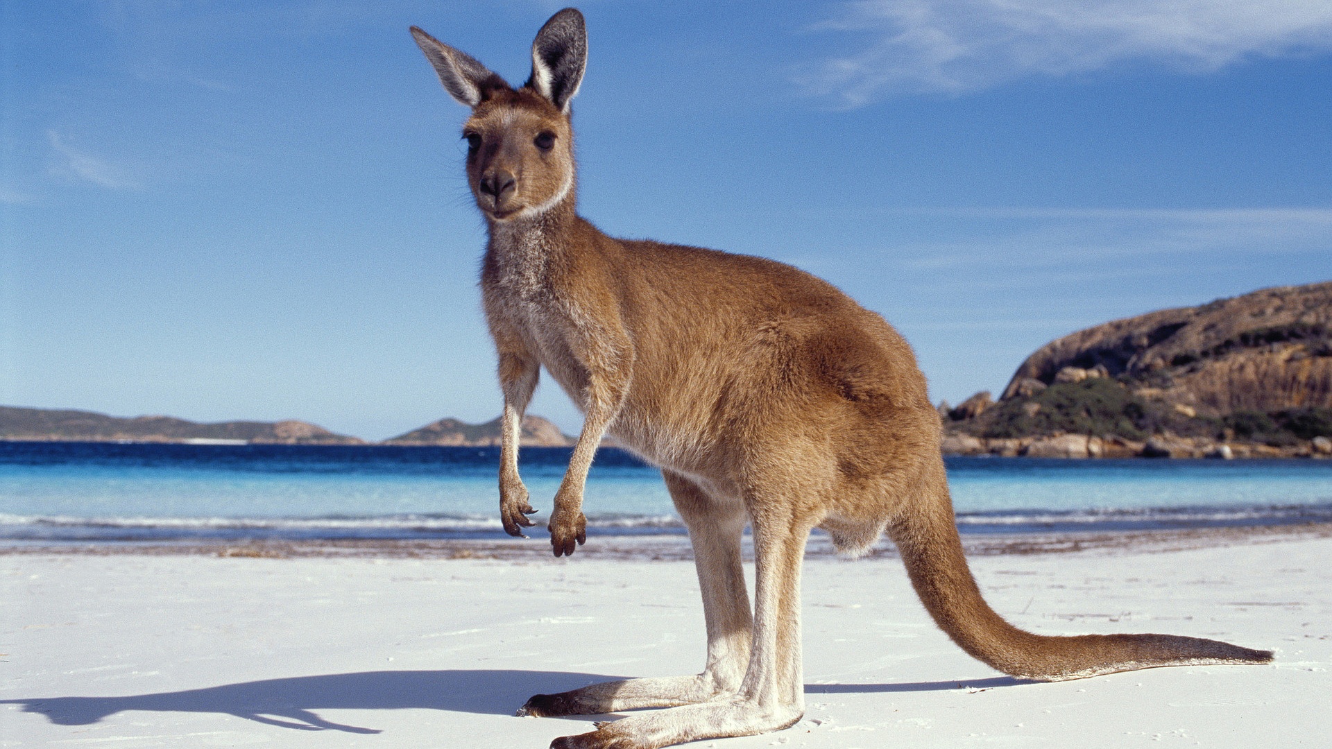 Photo Kangaroo