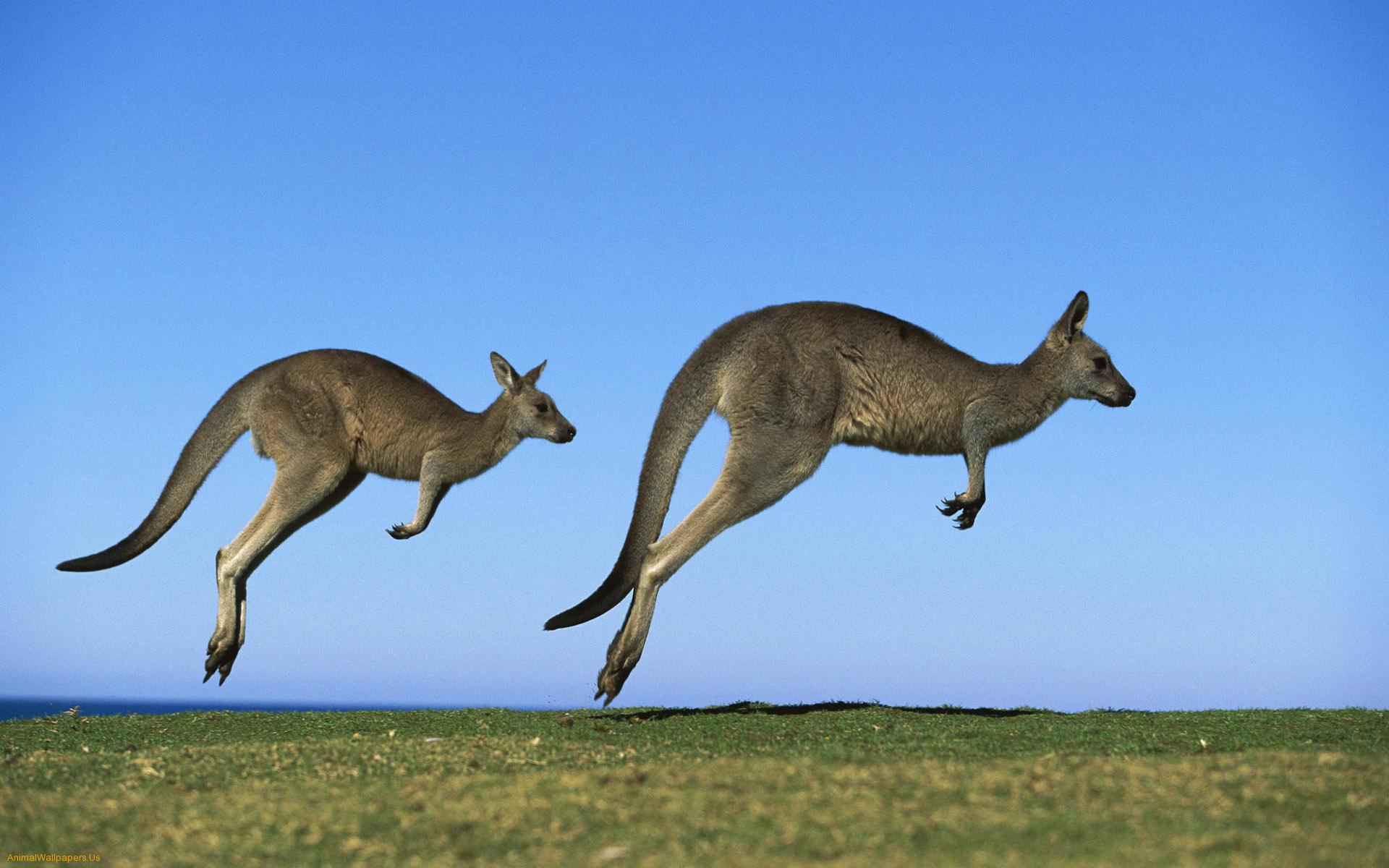 Kangaroo photo 