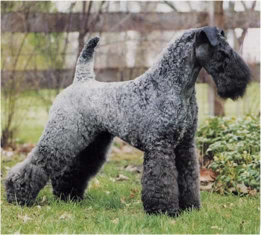 Kerry Blue Terrier - Dog Breed