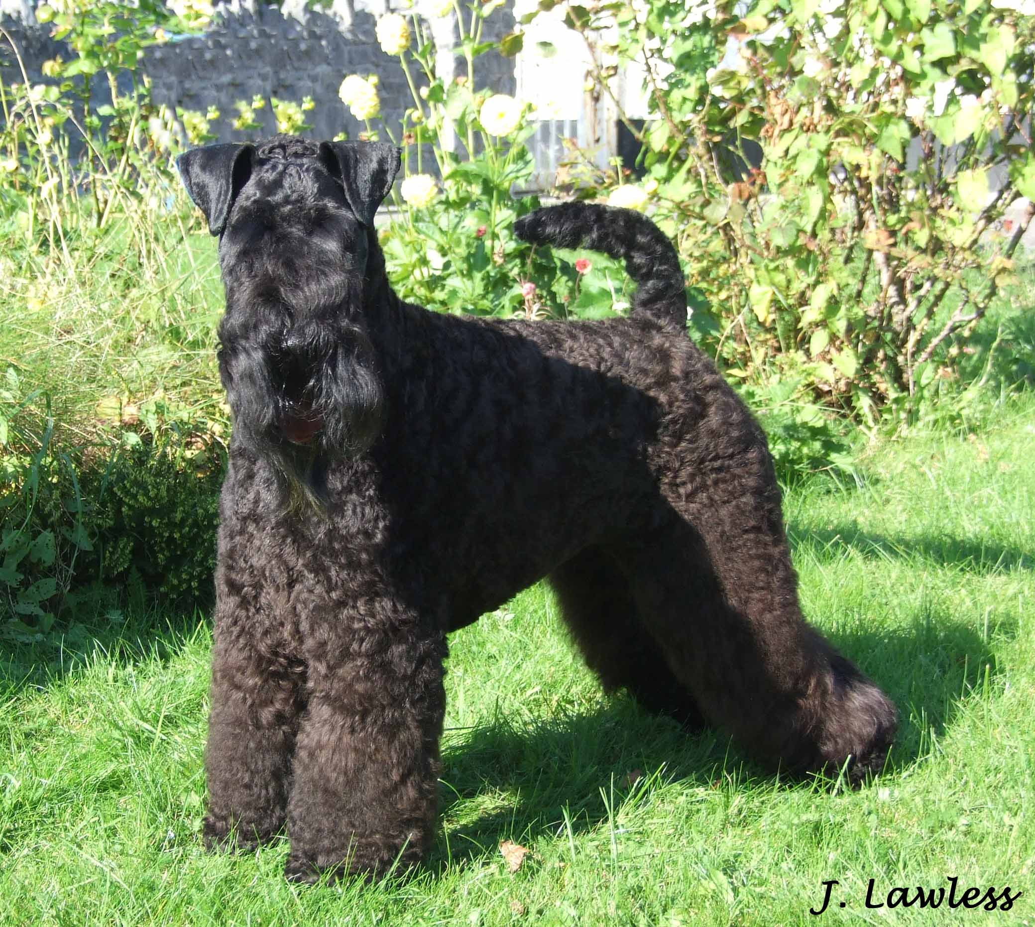 Nice Kerry Blue Terrier - Dog Breed
