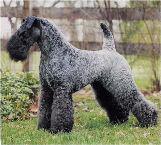 Photo Kerry Blue Terrier - Dog Breed