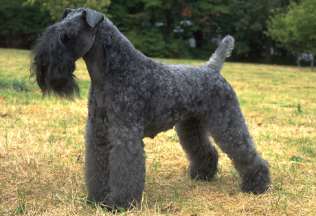Kerry Blue Terrier - Dog Breed photo 