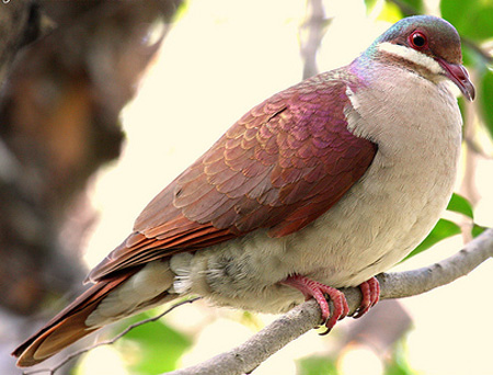 Key West quail dove