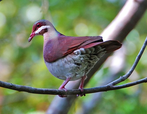 Pretty Key West quail dove