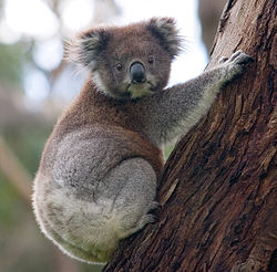 Nice Koala