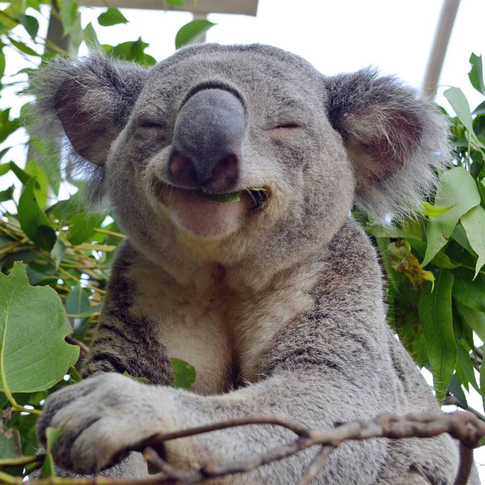 Cool Koala