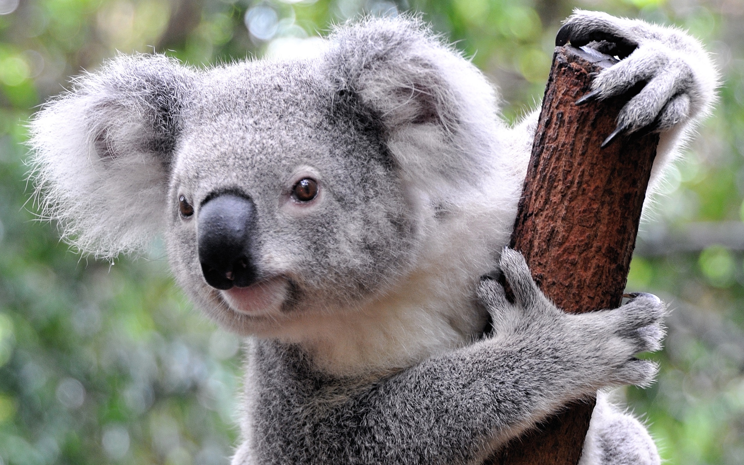 Pretty Koala