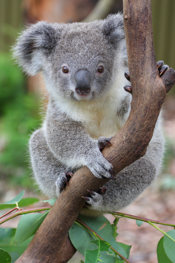 Photo Koala