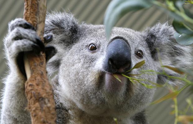 Koala photo 