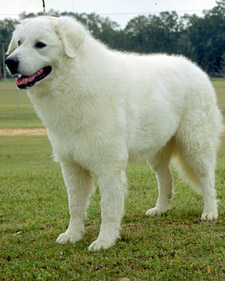 Kuvasz - Dog Breed