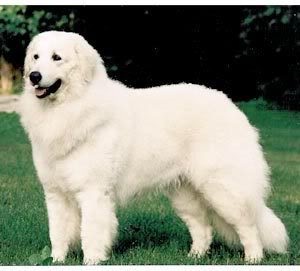 Cool Kuvasz - Dog Breed
