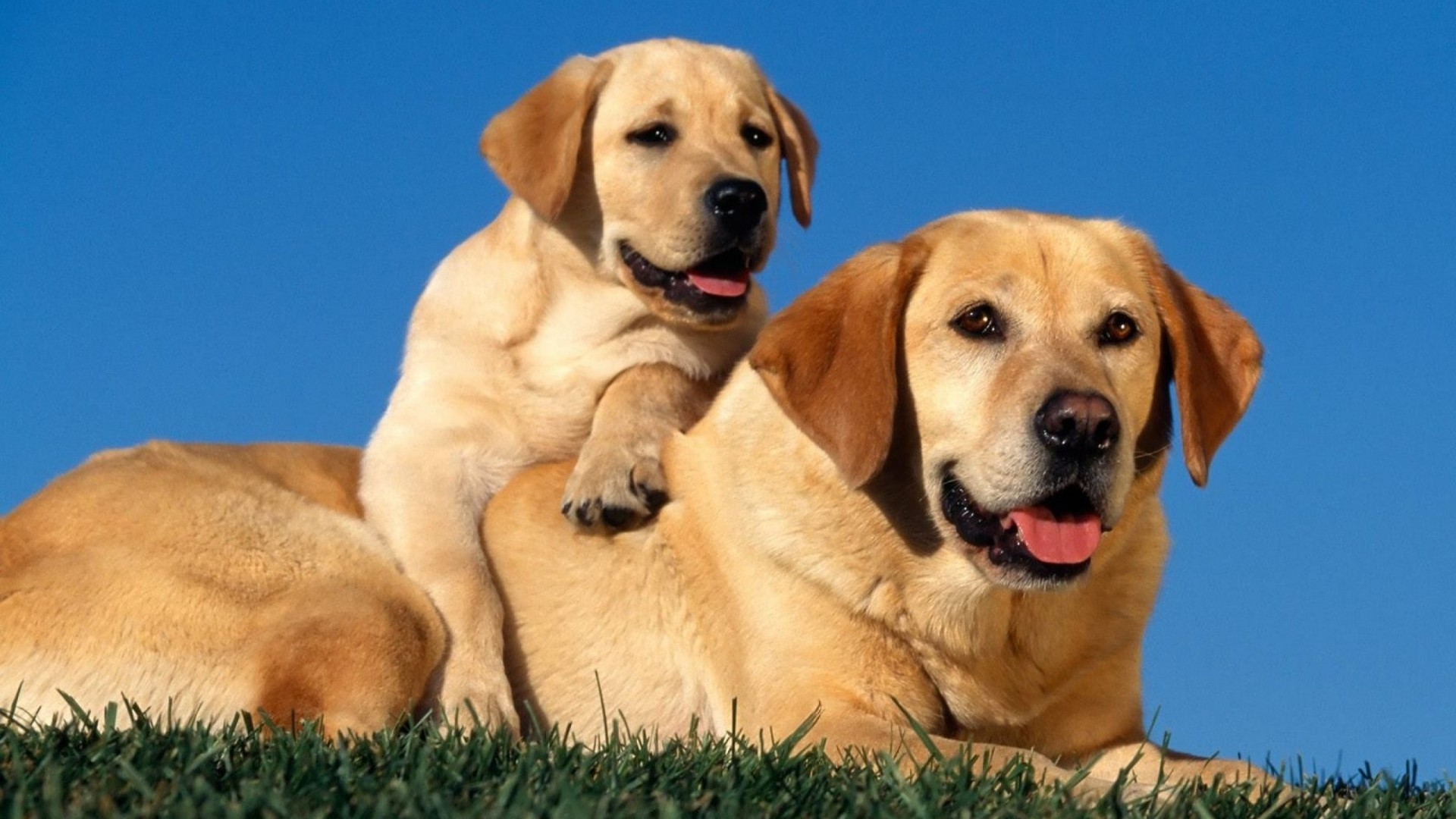 Labrador Retriever - Dog Breed